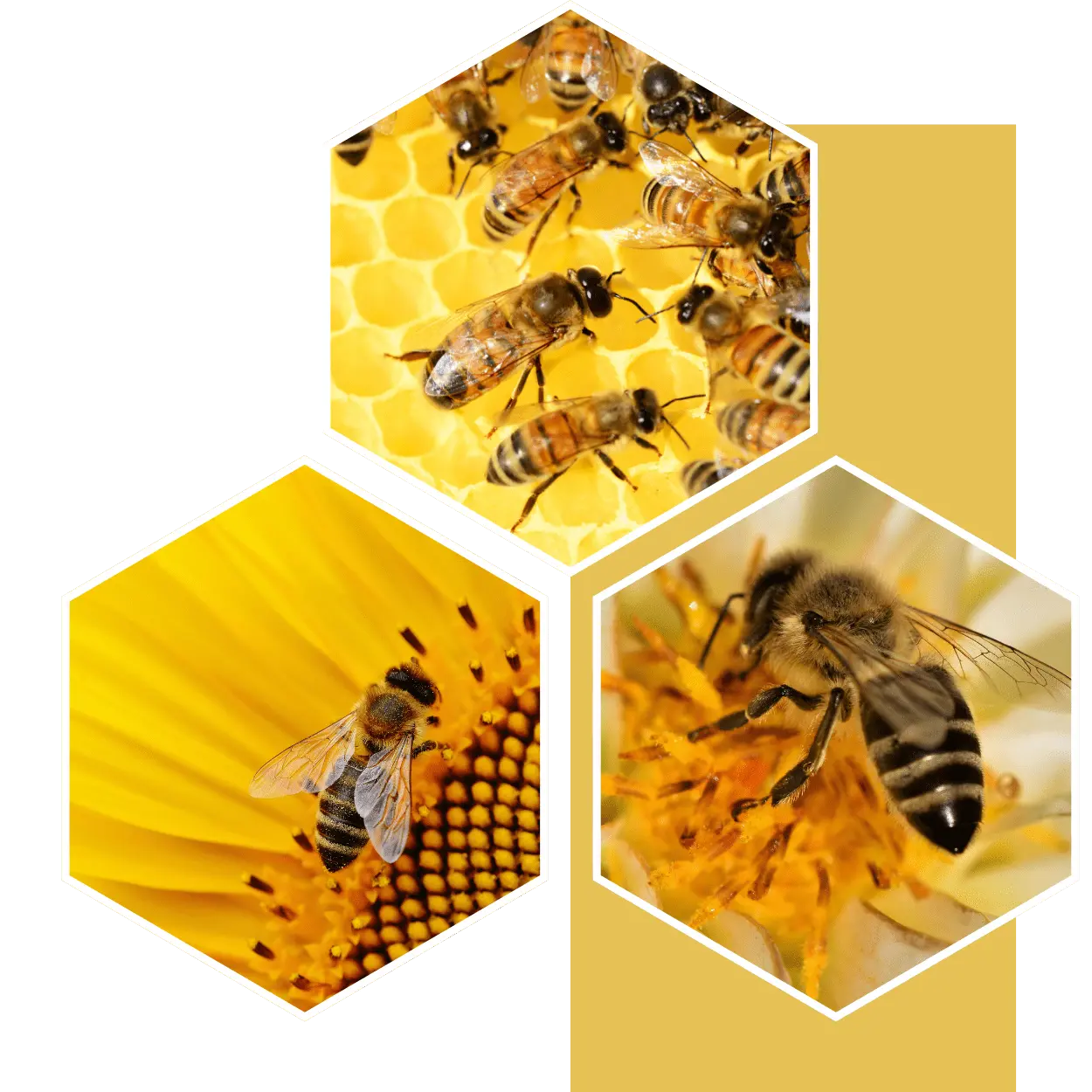 COMPLETAMENTE INNOCUO - Amico delle api